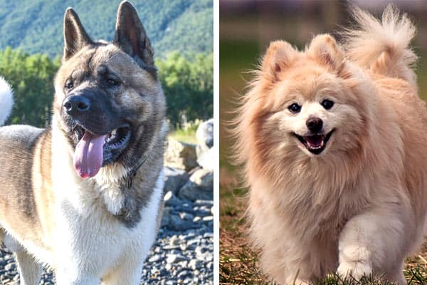 Akita Pomeranian Mix Meet The High Energy And Adorable Pomkita Fluffy Dog Breeds Akita Pomeranian Mix Meet The High Energy And Adorable Pomkita Fluffy Dog Breeds