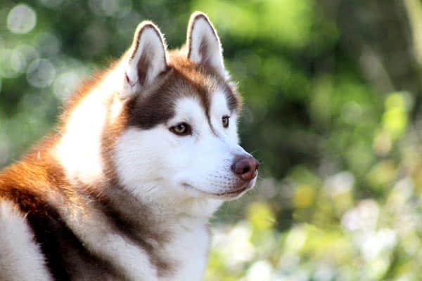 Are Huskies Good Service Dogs: Why Huskies Are Not a Popular Service Dog Breed Choice