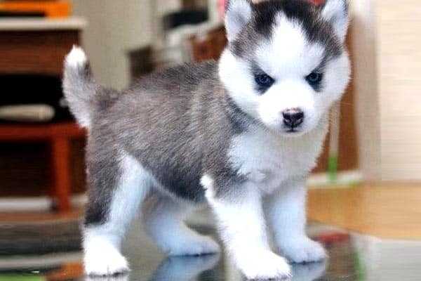 Are Pomskies Aggressive: Your Pomeranian Siberian Husky Personality Questions Answered
