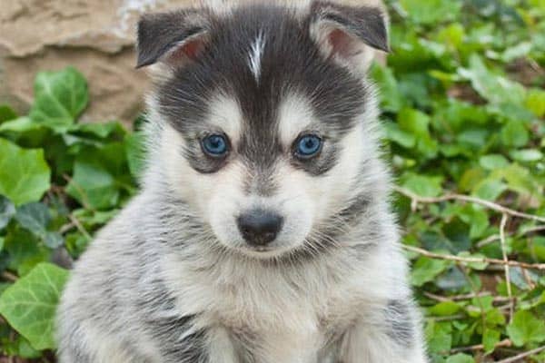 Are Pomskies Good Family Dogs: Why Pomskies and Little Kids Don't Mix ...