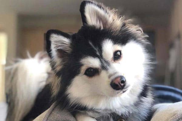 Are Pomskies Good With Cats: What You Should Know Before Bringing a Pomsky Home