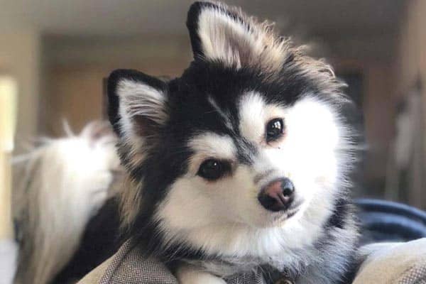 are pomeranian huskies good with cats