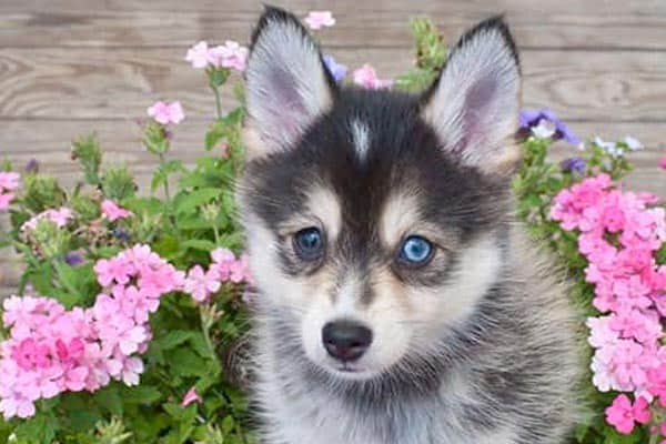Are Pomskies Smart: Learn About the Unique Intelligence of the Pomsky