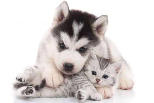 Are Siberian Huskies Good With Cats