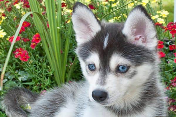 Can Pomskies Live in Hot Weather: How to Keep Your Pomsky Cool and Comfortable