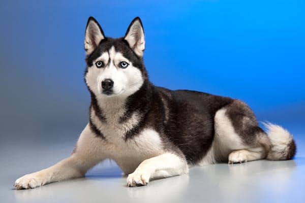 Can Two Female Siberian Huskies Get Along