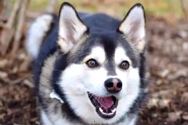 Do Pomskies Get Along With Other Dogs