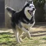 How Fast Can a Siberian Husky Run