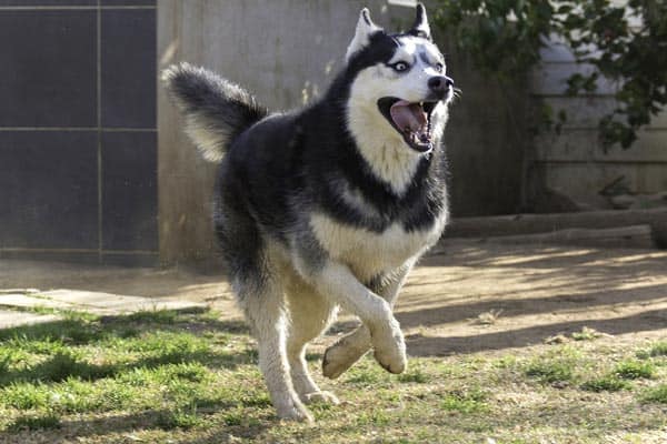 How Fast Can a Siberian Husky Run