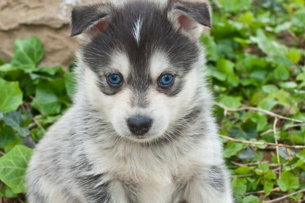 How Much Does a Full Grown Pomsky Weigh