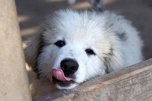 How Much Does a Great Pyrenees Cost