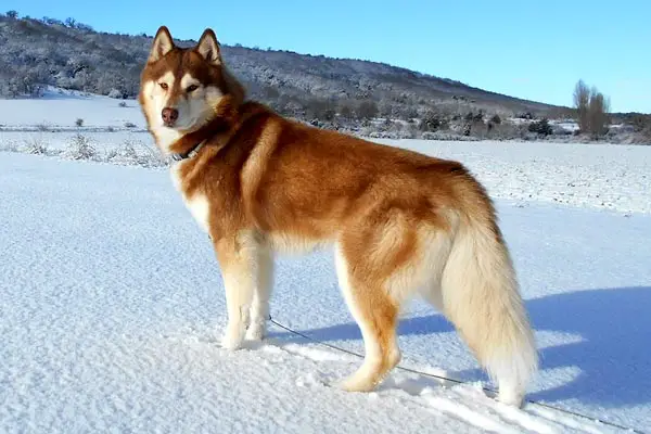 How Often Do You Bathe a Siberian Husky: Learn About the Unique Bathing Needs of This Working Dog Breed