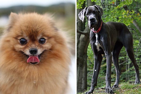 Pomeranian Great Dane Mix: A Unique Hybrid Dog Breed in Every Way