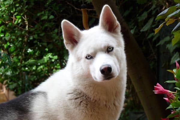 Siberian Husky Colors