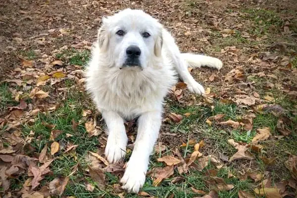 When Do Great Pyrenees Stop Growing 