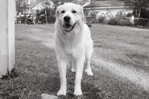 great pyrenees first heat