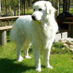Why Do Great Pyrenees Have Double Dew Claws