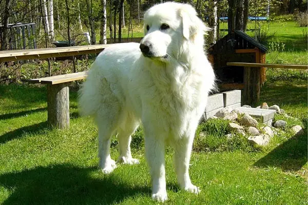 Why Do Great Pyrenees Have Double Dew Claws? Discover the Reason