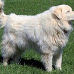are great pyrenees good service dogs
