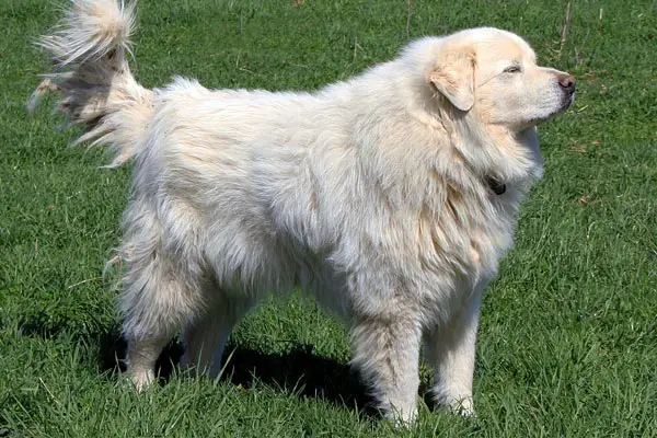 are great pyrenees good service dogs