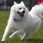 Are American Eskimo Dogs Good for First Time Owners