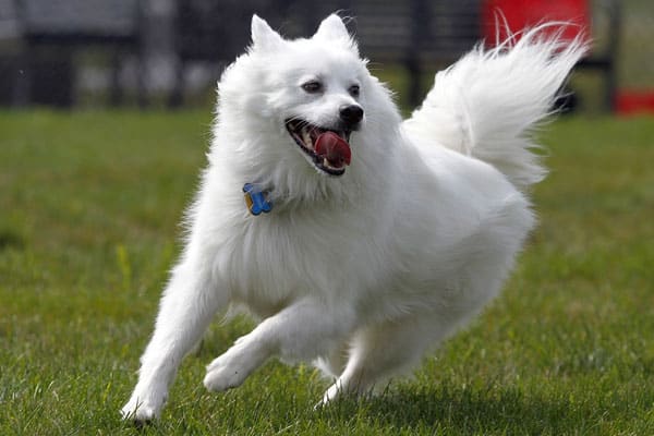 Are American Eskimo Dogs Good for First Time Owners