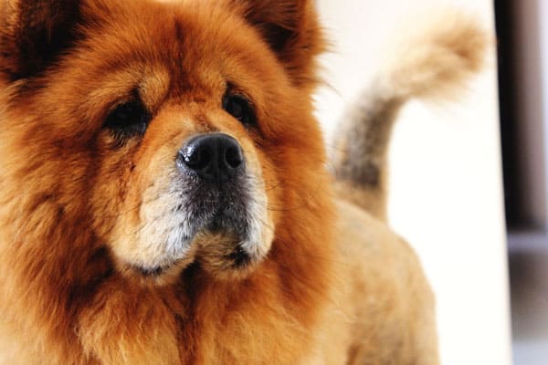 Are Chow Chows Good Apartment Dogs