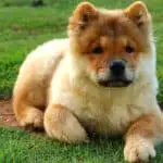 Are Chow Chows Smart