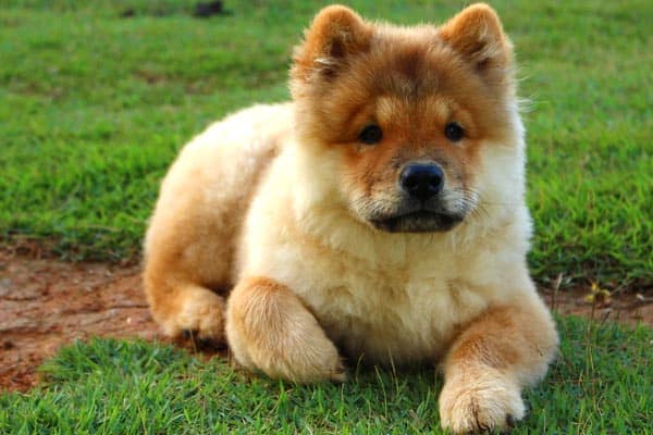 Are Chow Chows Smart