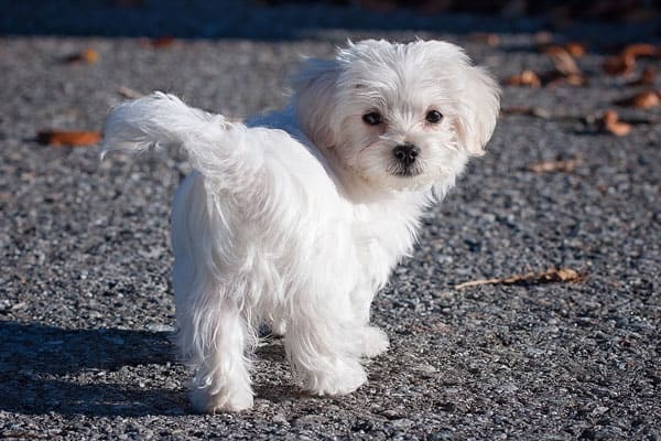 Are Maltese Hunting Dogs