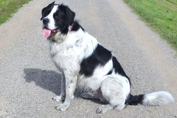 Are Newfoundland Dogs Hypoallergenic