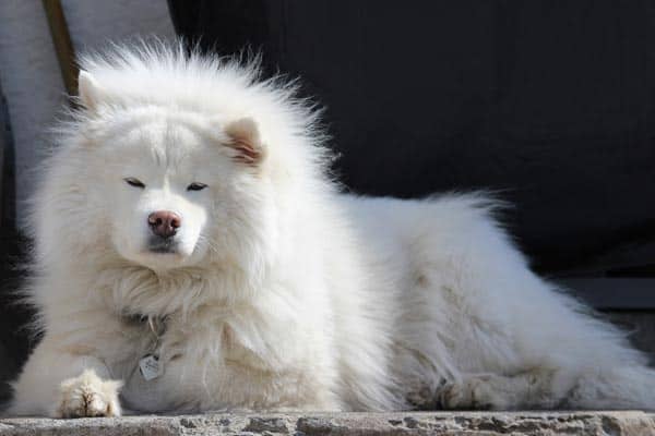 Are Samoyed Good Apartment Dogs: Find Out If Your Home Is Big Enough for Samoyed Dogs