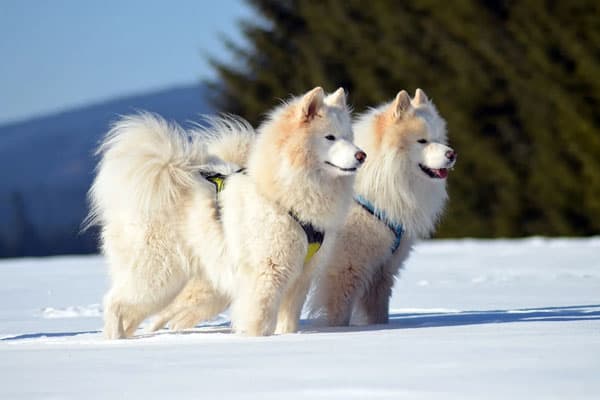 Are Samoyed Smart: Find Out What Type of Smarts a Samoyed Has