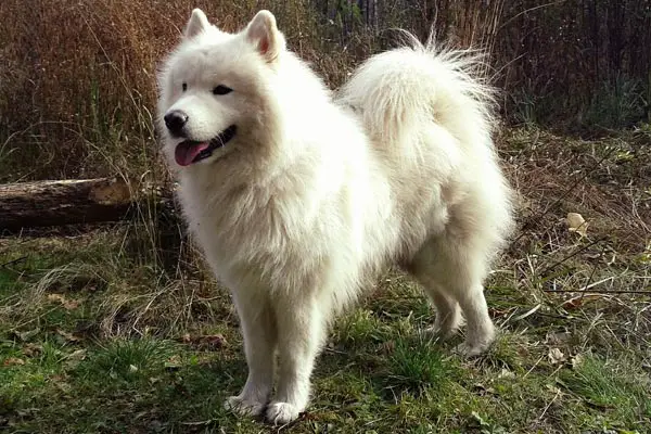 Are Samoyeds Good With Other Dogs