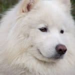 Are Samoyeds Good for First Time Owners