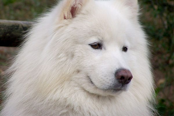 Are Samoyeds Good for First Time Owners: What to Know Before Choosing a Samoyed Dog