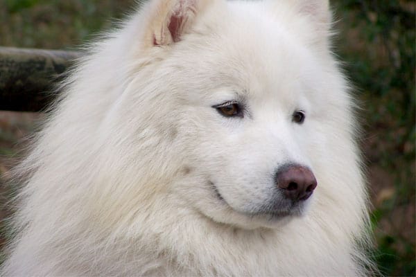 Are Samoyeds Good for First Time Owners