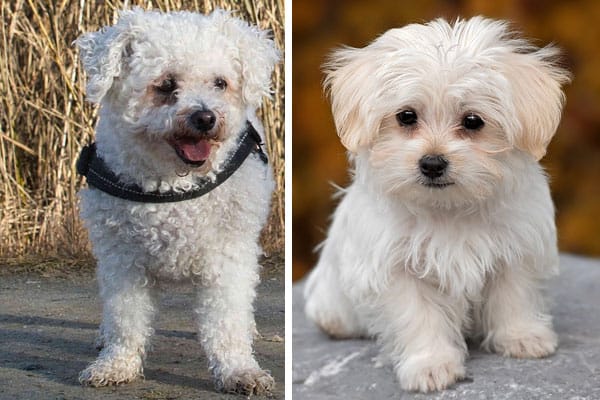 Bichon Frise Maltese Mix: Meet the Meltingly Cute Maltichon Dog