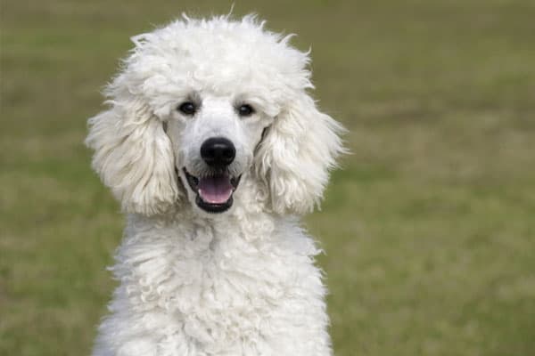 Can Poodles Have Blue Eyes