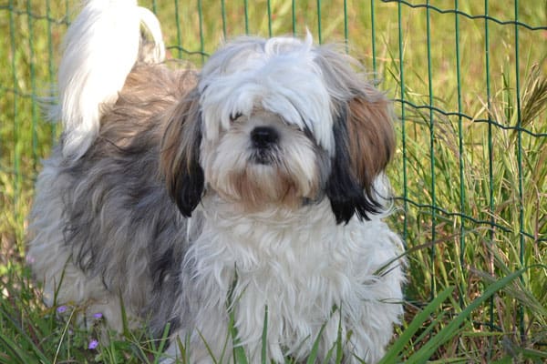 Can Shih Tzu Eat Banana: This Tasty Treat Is Safe for Shih Tzus