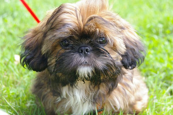 Can Shih Tzu Eat Watermelon: Which Parts Are Safe for Shih Tzus To Enjoy?