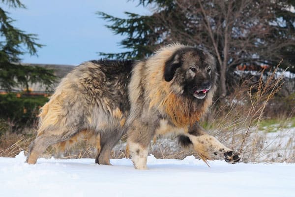 Caucasian Shepherd