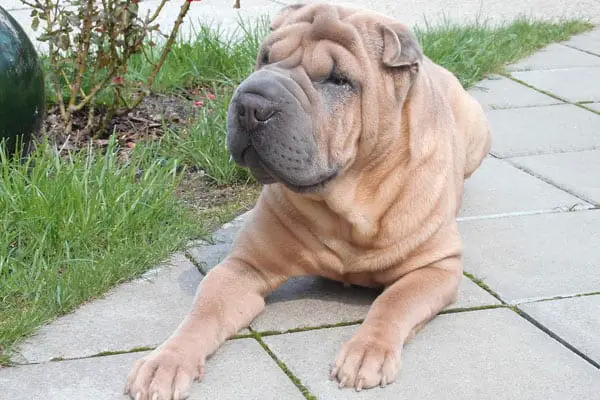 Chinese Shar-Pei