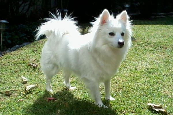 Do American Eskimo Dogs Like to Cuddle