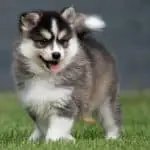 Do Pomsky Need a Lot of Exercise