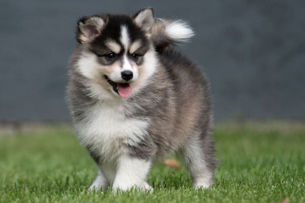 Do Pomsky Need a Lot of Exercise
