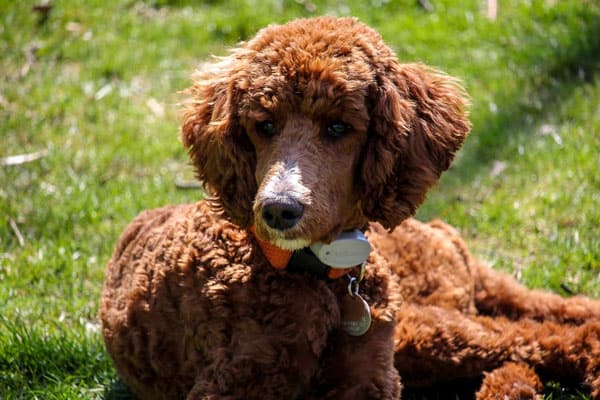 Do Poodle Puppies Change Color