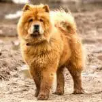 Dogs That Look Like Chow Chows