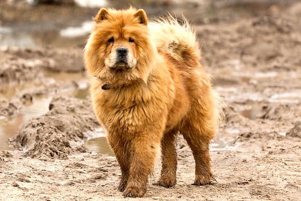 9 Dogs That Look Like Chow Chows: Meet the Chow Lookalike Breeds