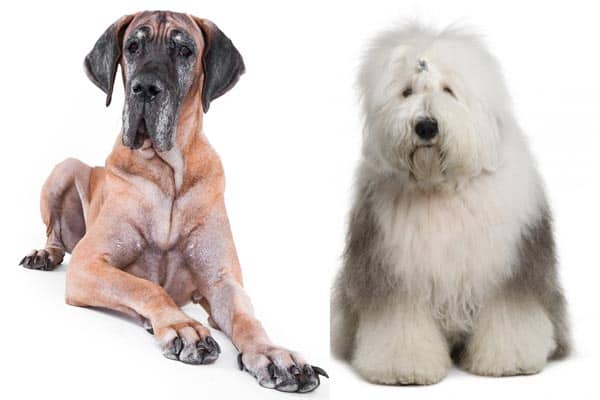 Great Dane Old English Sheepdog Mix: This Hybrid Is a Truly Unique Family Dog